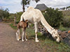 Camel Center with transport - North Tenerife