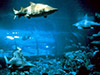 L'Aquàrium de Barcelona