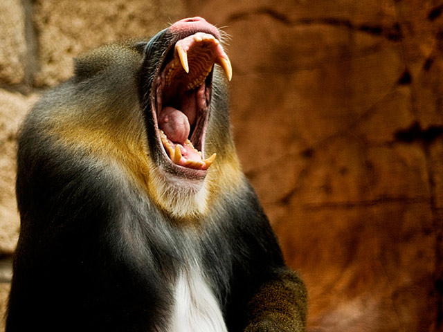 Jungle Park Wildlife Adventure