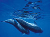 Royal Delfín Cruise with transfer
