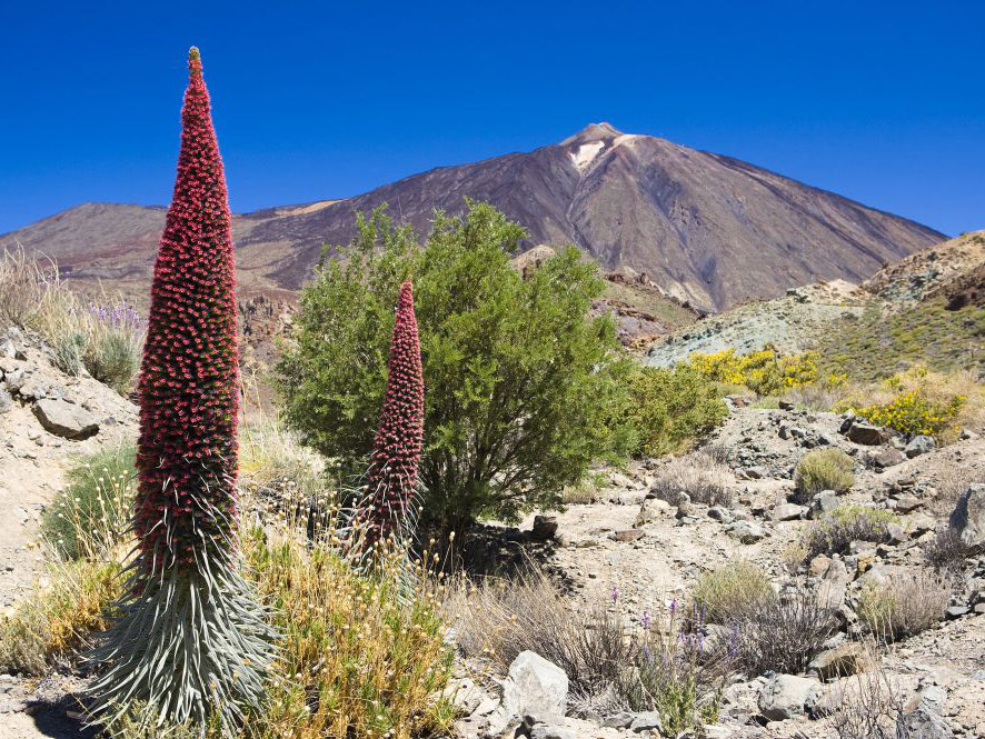 Cañadas del Teide - Half Day Tour