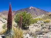 Cañadas del Teide Half Day Tour with Optional Cable Ride