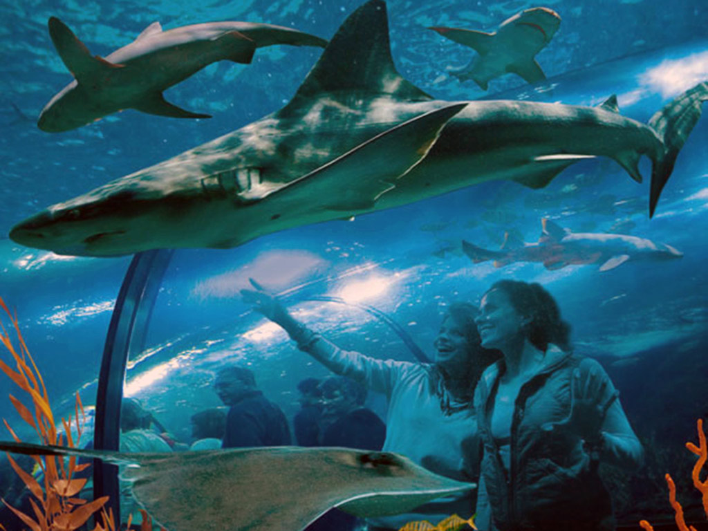 Bus Transfer to Loro Parque - From the South