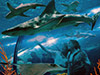 Bus Transfer to Loro Parque - From the South