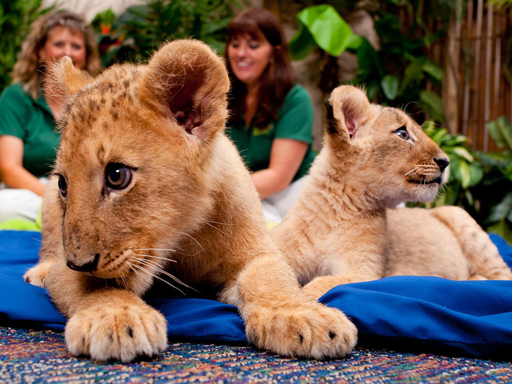 Busch Gardens Tampa