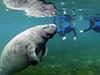 Florida Manatee Adventure Tour