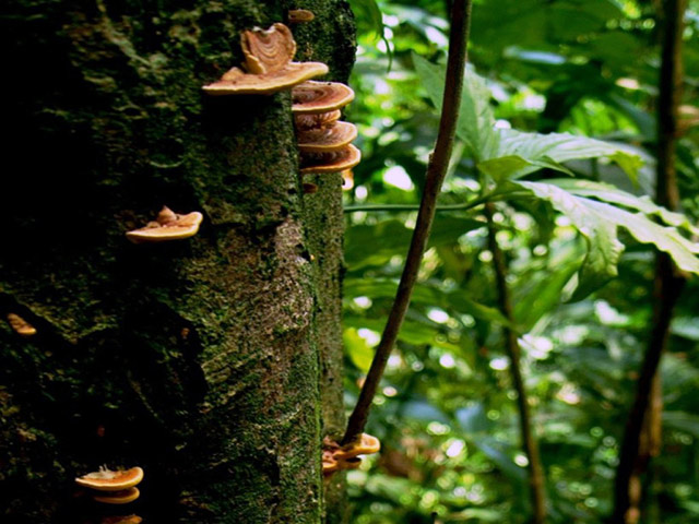 Carara National Park