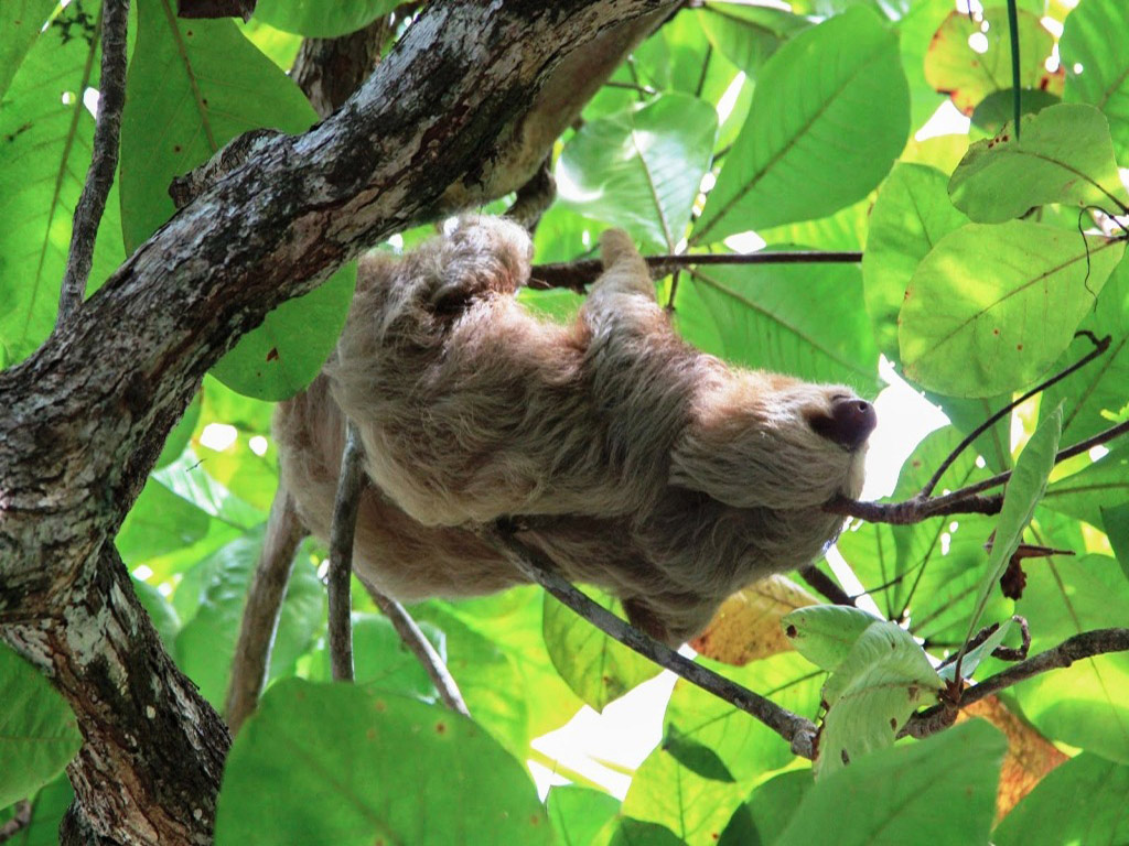 Manuel Antonio National Park - Walking Tour - San José / Central Valley