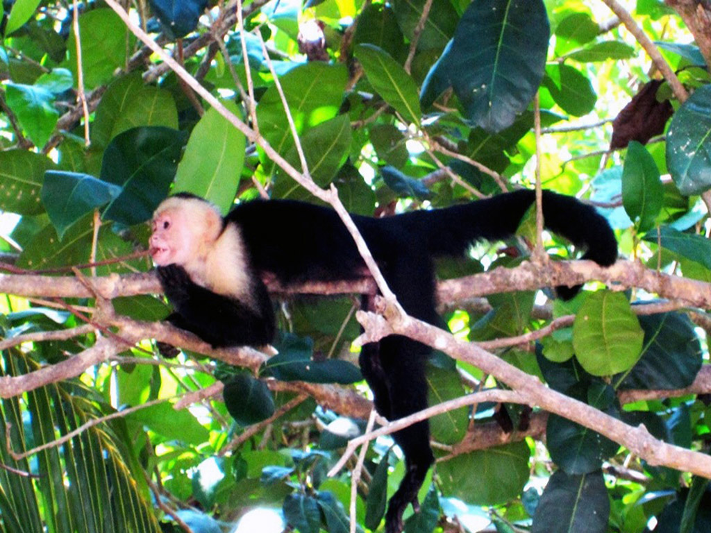 Manuel Antonio National Park - Walking Tour - San José / Central Valley