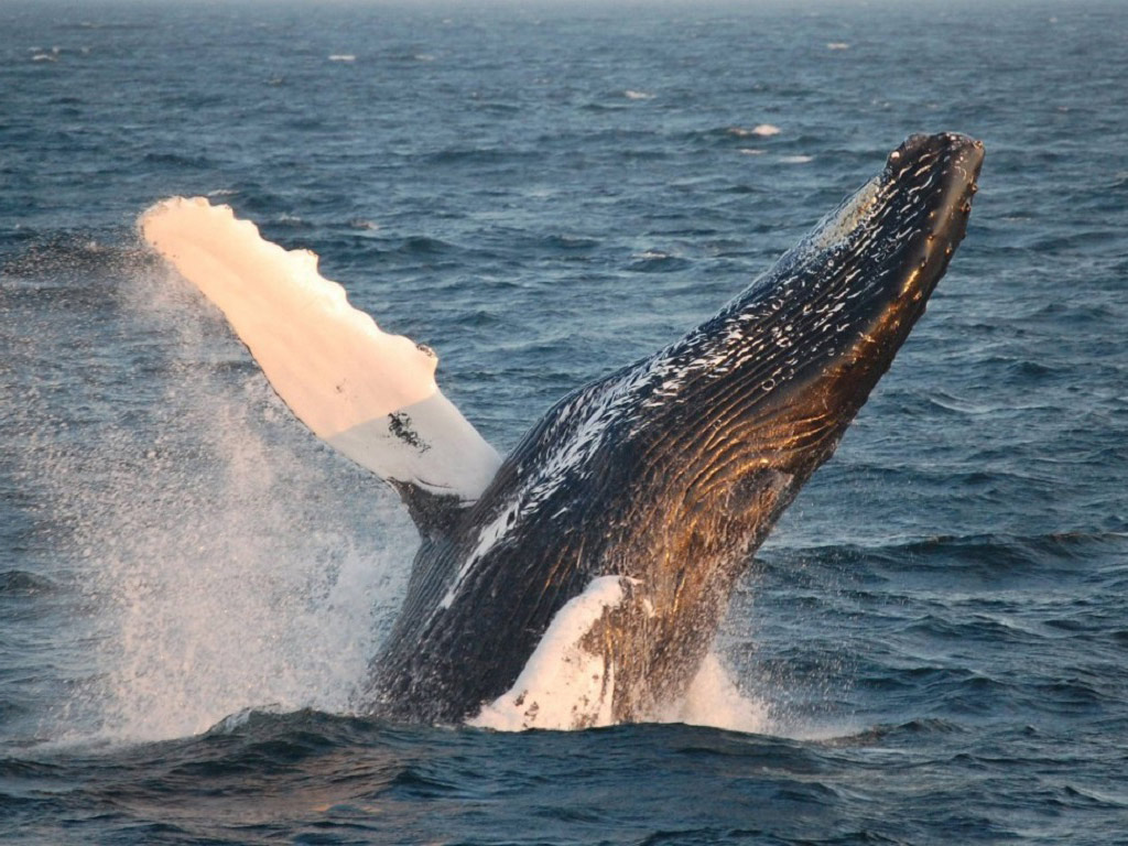 New England Aquarium Whale Watching Cruise - Boston