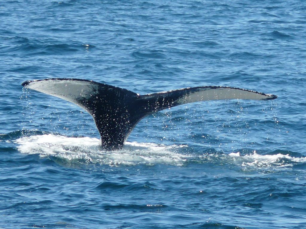 New England Aquarium Whale Watching Cruise - Boston