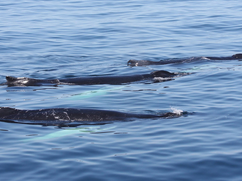 New England Aquarium Whale Watching Cruise - Boston