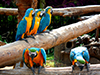 Full Day Safari World