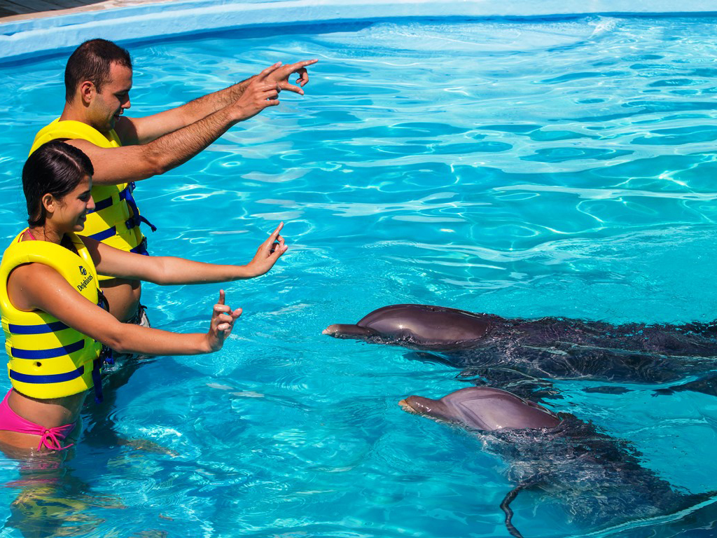 Swim with Dolphins in the Delphinus Interactive Aquarium