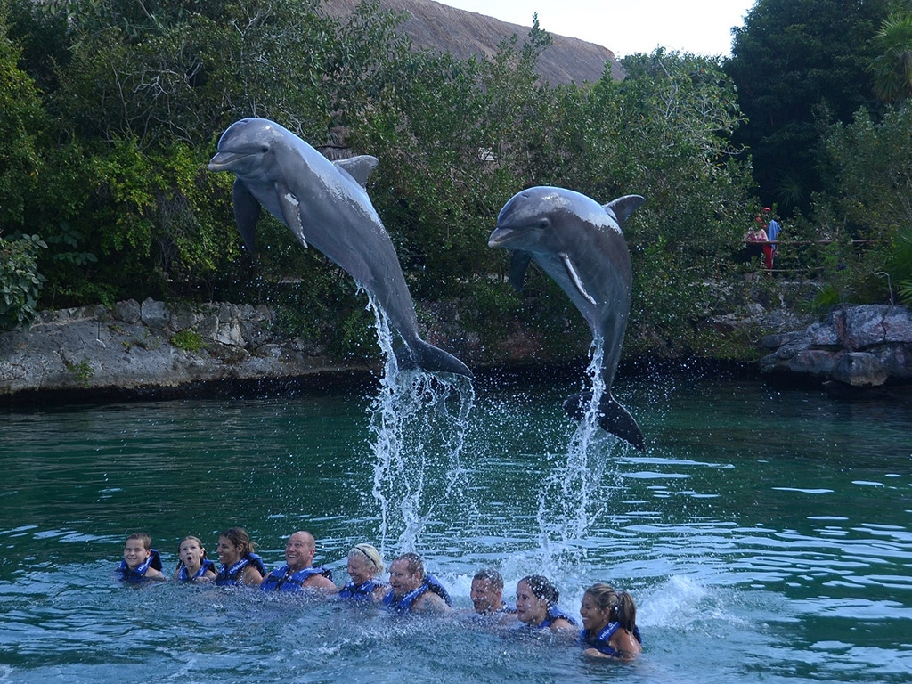 Dolphin swim in Riviera Maya