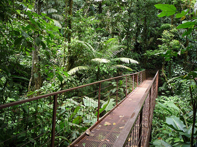 Arenal Rainforest Experience with Hanging Bridges and Baldi Thermal Hot Springs - Full-Day Tour