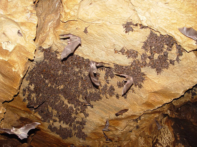 Deer's Caverns - Northern Mountain Zone / Arenal