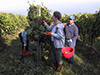 Frascati Wine tasting tour
