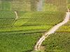 Reims and Champagne Tour from Paris