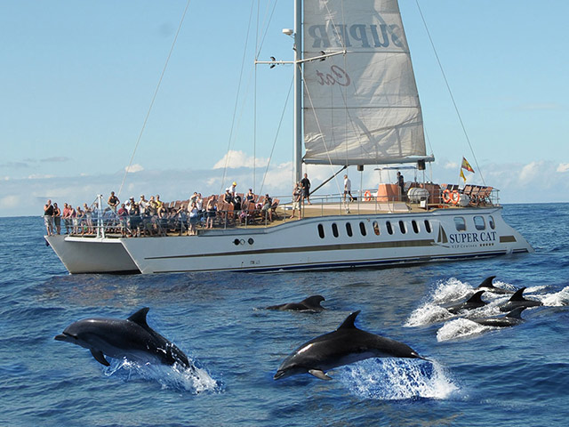 Supercat  with Transfer