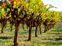 Sonoma County Wine Tour - San Francisco