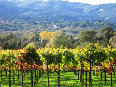 Sonoma County Wine Tour - San Francisco