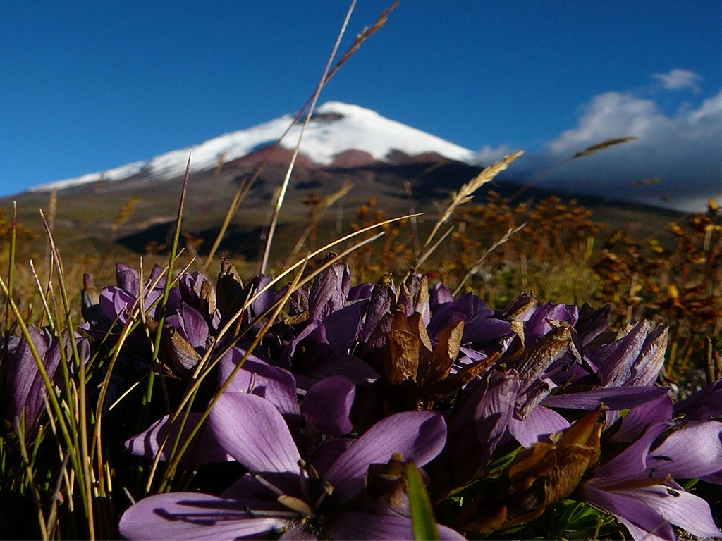 Visit Cotopaxi National Park and Quilotoa - Full-Day Tour - Quito