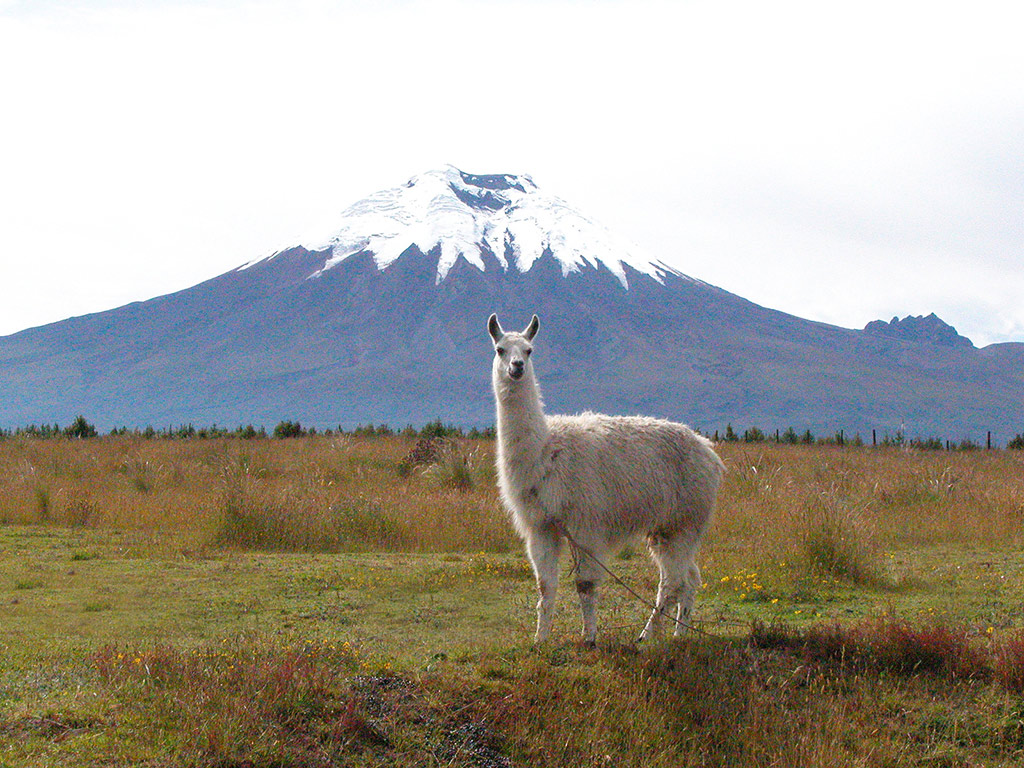 Visit Cotopaxi National Park and Quilotoa - Full-Day Tour - Quito