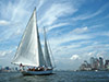 Shearwater daytime sails