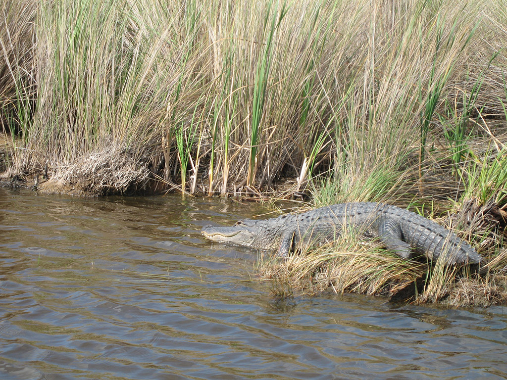 Everglades Tour Multilingual - Miami