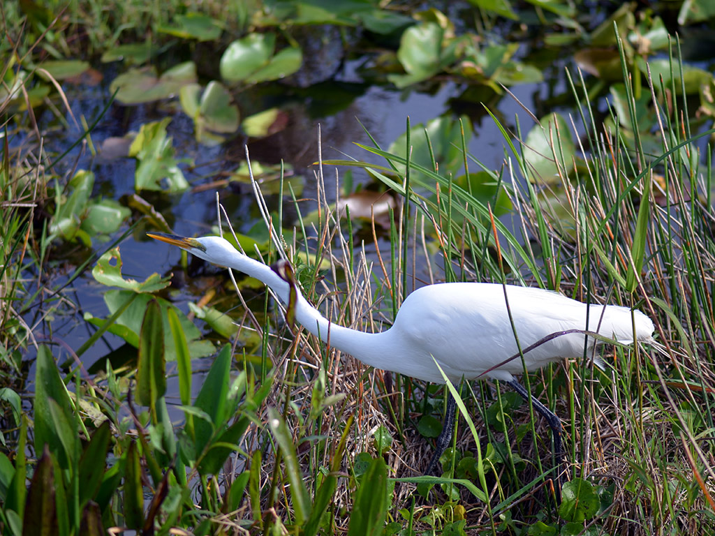 Everglades