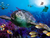 Sealife - Benalmadena
