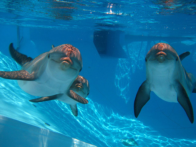 Selwo Marina - Benalmadena