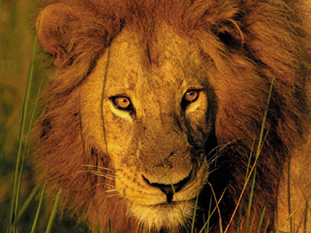 Selwo Aventura - Estepona