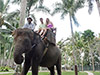 Half Day Elephant Safari Ride
