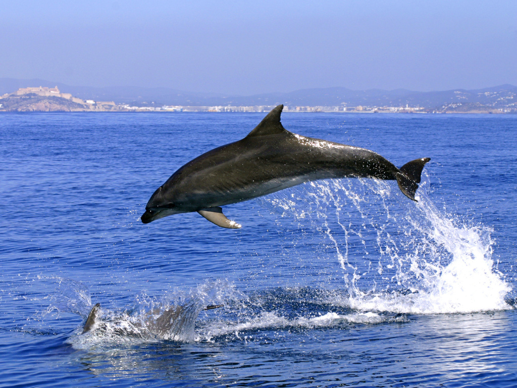Gibraltar Dolphin Sightseeing