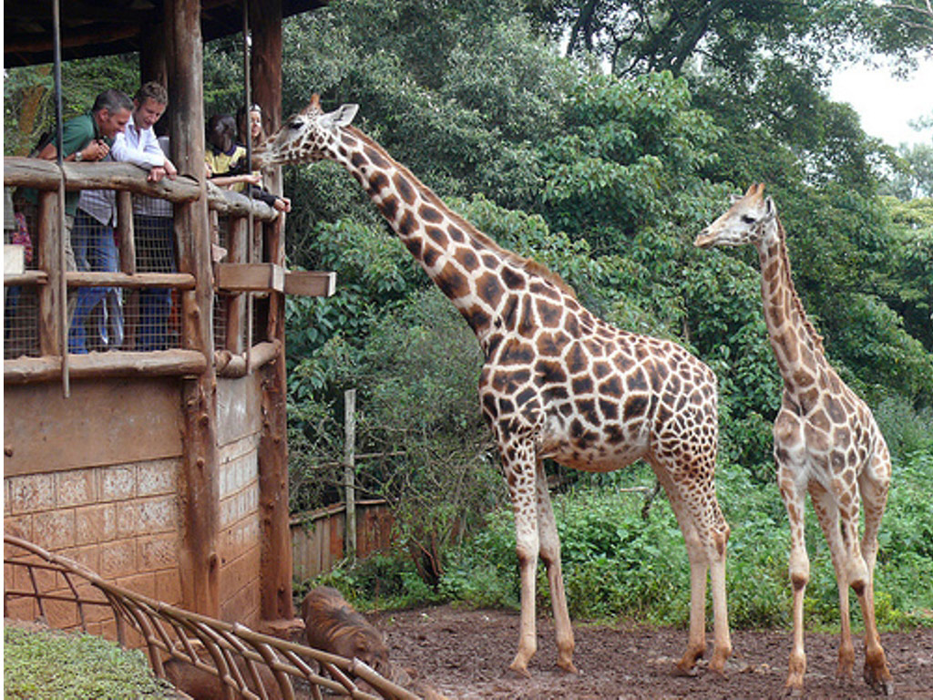 Visit of Karen Blixen Museum and the Giraffe Centre - Nairobi