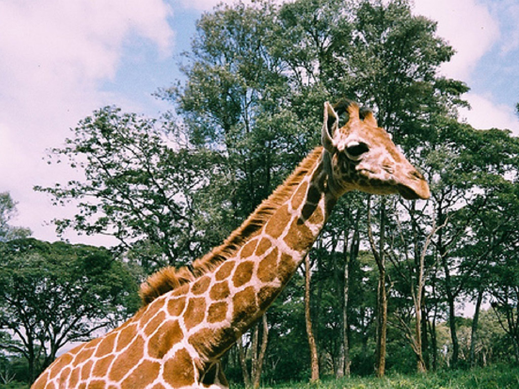 Visit of Karen Blixen Museum and the Giraffe Centre - Nairobi