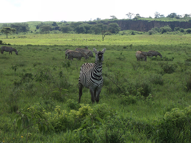 Visit of Nakuru lake on the Rift Valley - Nairobi