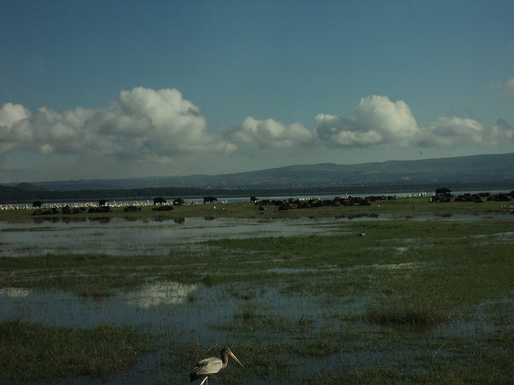 Visit of Nakuru lake on the Rift Valley - Nairobi