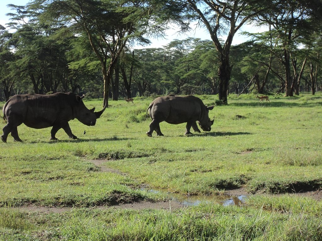 Visit of Nakuru lake on the Rift Valley - Nairobi