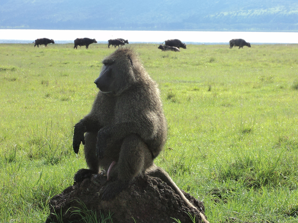 Visit of Nakuru lake on the Rift Valley - Nairobi