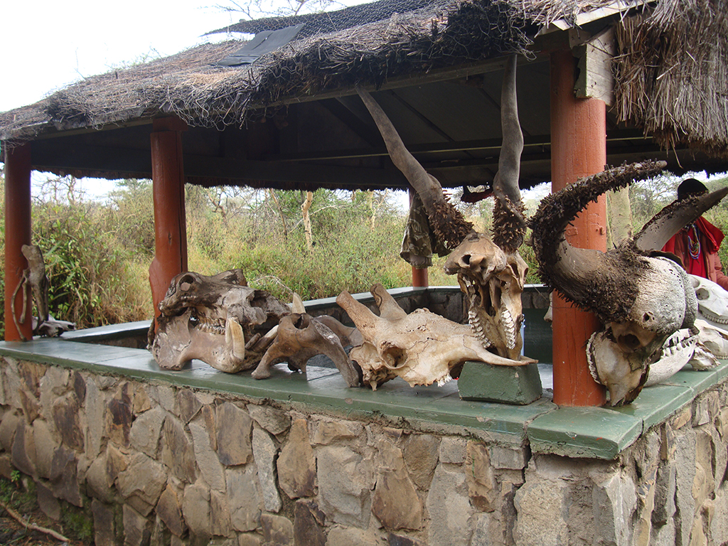 Visit of Nairobi National Park, Carnivore and Bomas of Kenya