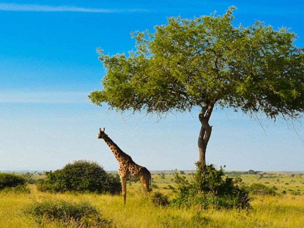 Visit of Nairobi National Park, Carnivore and Bomas of Kenya
