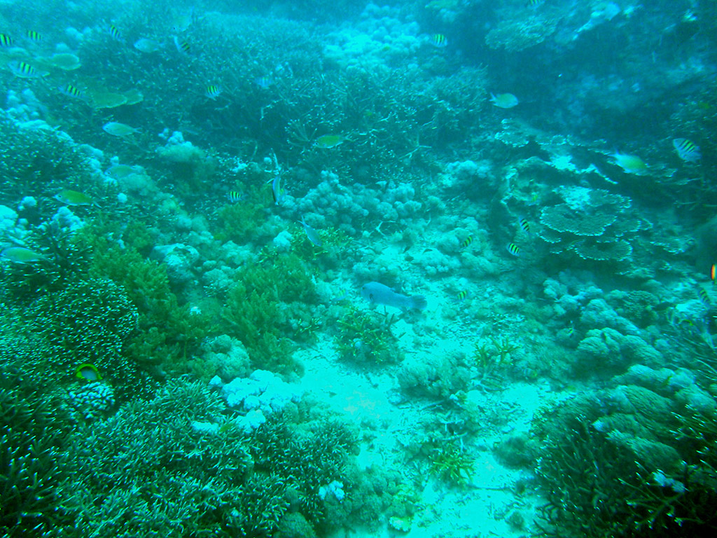 Full Day Lembongan Reef Cruise