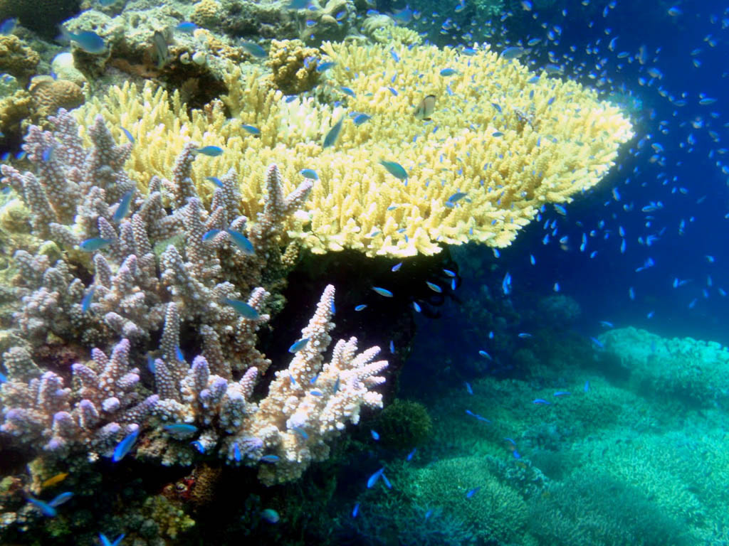 Full Day Lembongan Reef Cruise