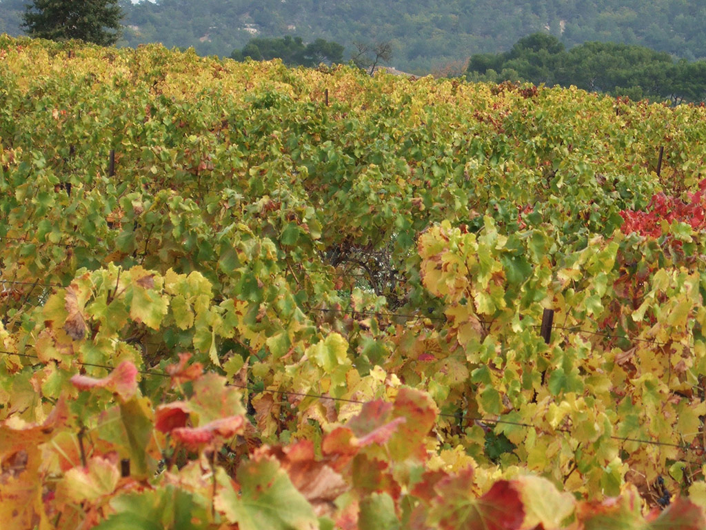 Chateauneuf-du-Pape Wine Tour