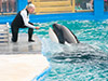 Seaquarium Trainer for a Day