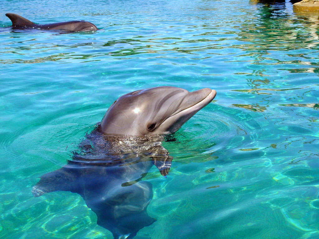 Dolphin Swim Adventure at Aquaventuras Park