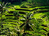 Private Car Rental  in Bali